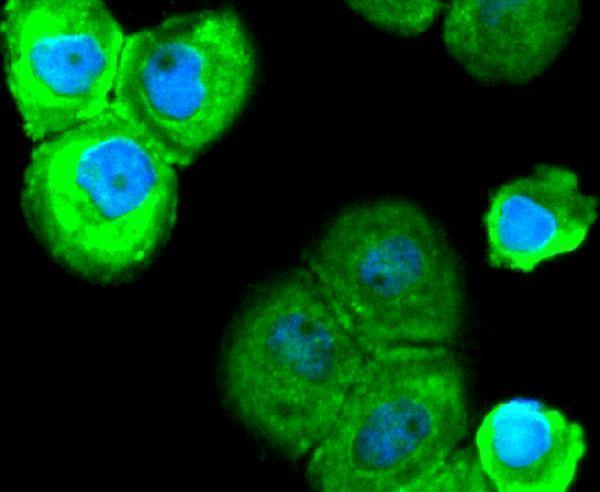 a00758 2 sox10 primary antiboties icc testing 2