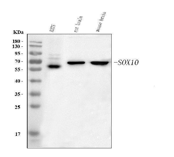  Western blot analysis of SOX10 using anti-SOX10 antibody (A00758-3)