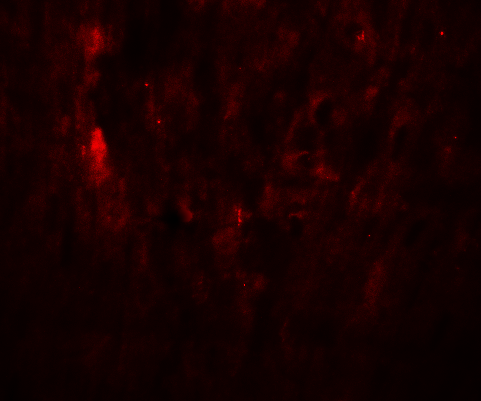 Immunofluorescence of SOX10 in rat heart tissue with SOX10 Antibody at 20 μg/mL