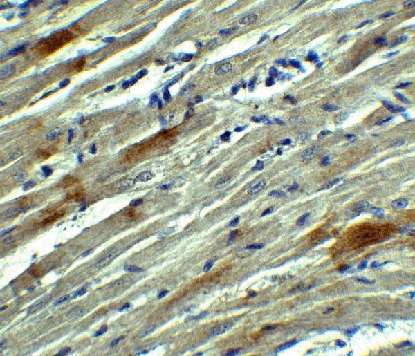 Immunohistochemistry of SOX10 in rat heart tissue with SOX10 Antibody at 5 μg/mL