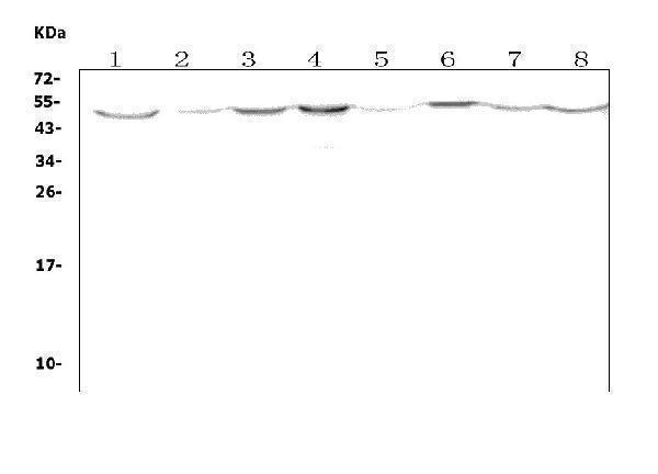 Western blot analysis of Olr1 using anti-Olr1 antibody (A00760-2)