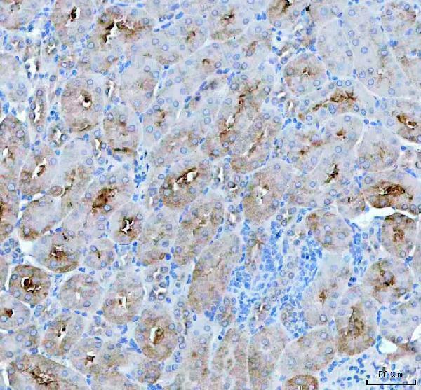 a00761 1 pah primary antibodies ihc testing 3