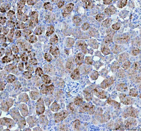a00761 1 pah primary antibodies ihc testing 4