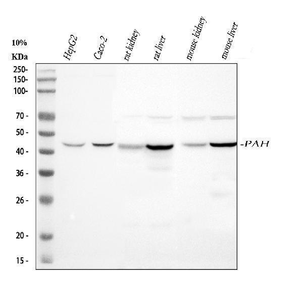 a00761 1 pah primary antibodies wb testing 1_1