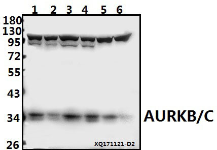 a00762 1 aurkb primary antiboties wb testing 1