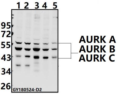 a00762 aurkb primary antiboties wb testing 1