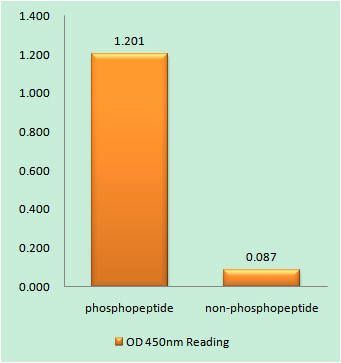 Enzyme-Linked Immunosorbent Assay (Phospho-ELISA) for Immunogen Phosphopeptide (Phospho-left) and Non-Phosphopeptide (Phospho-right), using AurB (Phospho-Tyr12) Antibody