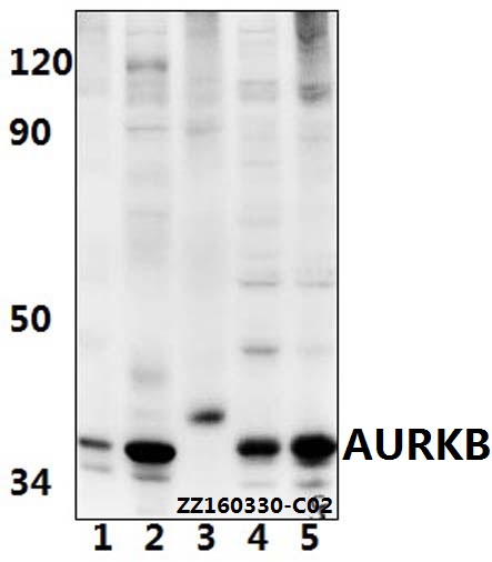 a00762y8 aurkb primary antiboties wb testing 1