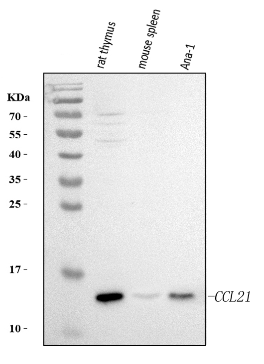  Western blot analysis of Ccl21 using anti-Ccl21 antibody (A00765-2)