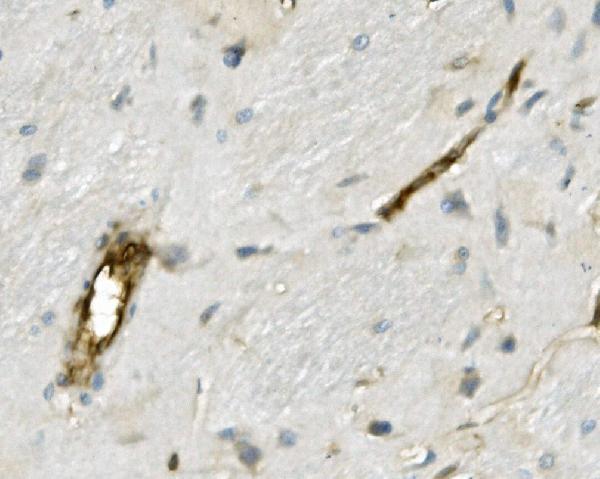 a00766 1 msn primary antibodies ihc testing 4