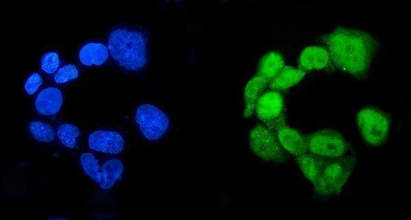 a00767 1 rbpj primary antibodies if testing 3