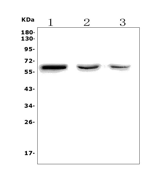 a00767 1 rbpj primary antibodies wb testing 1