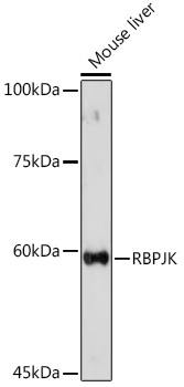 Western blot analysis of extracts of Mouse liver, using RBPJKK Rabbit pAb  at 1:500 dilution