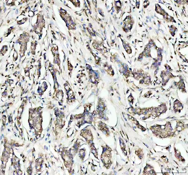 a00768 1 ogg1 primary antibodies ihc testing 1