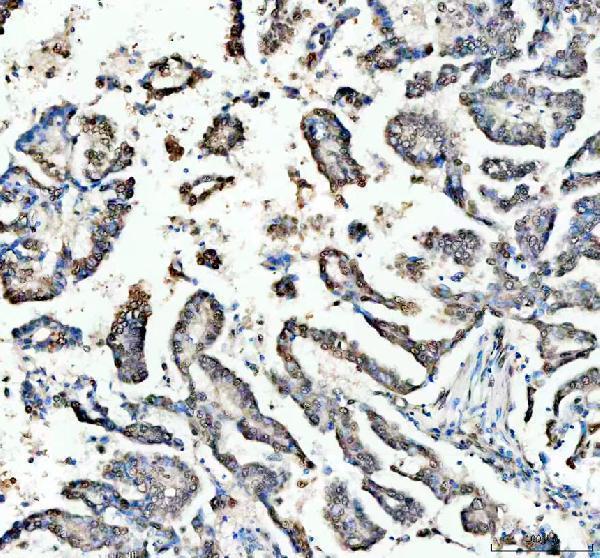 a00768 1 ogg1 primary antibodies ihc testing 2