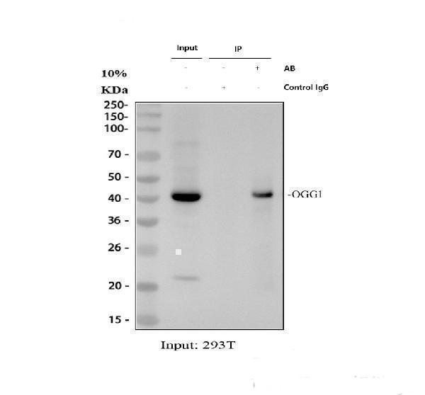 a00768 1 ogg1 primary antibodies ip testing 1