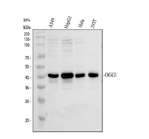 a00768 1 ogg1 primary antibodies wb testing 1
