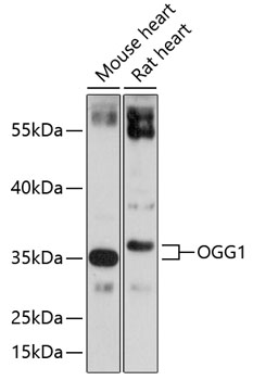 Western blot analysis of extracts of various cell lines, using OGG1 antibody  at 1:1000 dilution