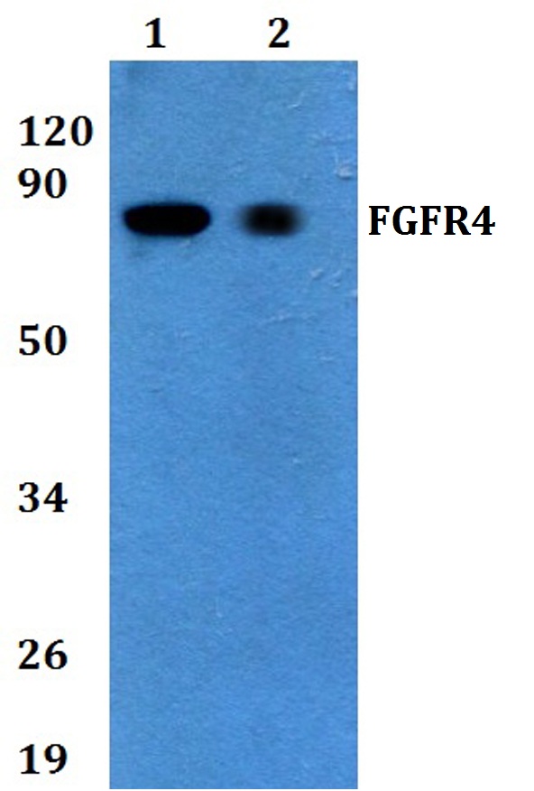 Western blot (WB) analysis of FGFR4 polyclonal antibody at 1:500 dilution
Lane1:HEK293T whole cell lysate
Lane2:PC12 whole cell lysate 