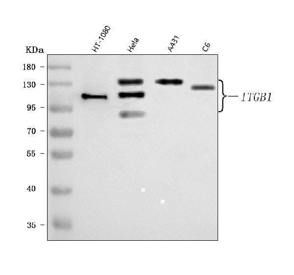  Western blot analysis of Integrin Beta 1/ITGB1 using anti-Integrin Beta 1/ITGB1 antibody (A00772-3)