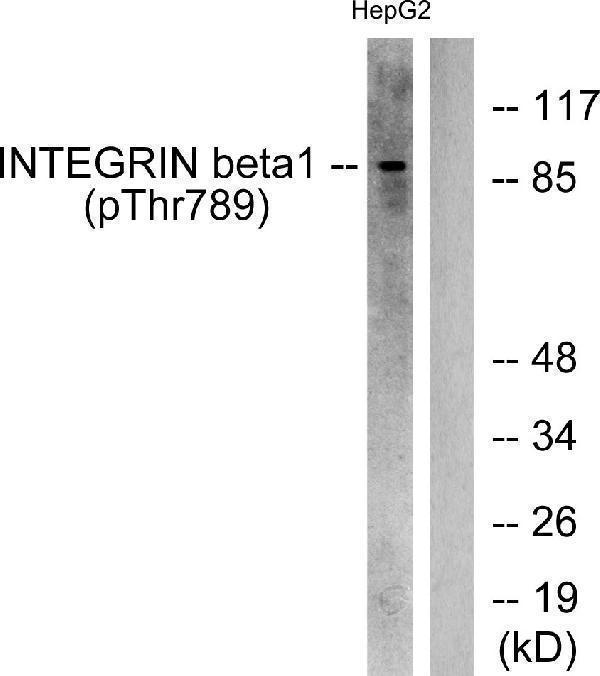 Western blot analysis of lysates from HepG2 cells treated with Ca2+ 40uM 30', using Integrin beta1 (Phospho-Thr789) Antibody