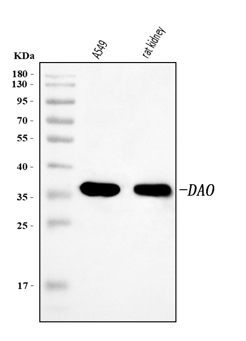  Western blot analysis of DAO using anti-DAO antibody (A00773-4)