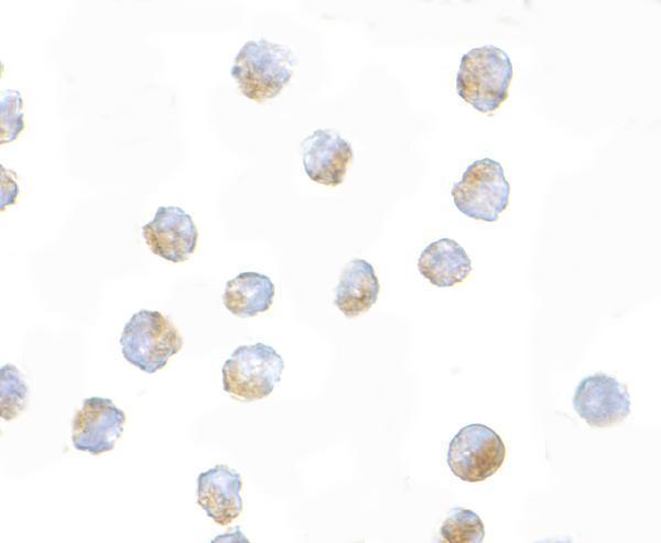 a00776 bub1 primary antibodies icc testing 2