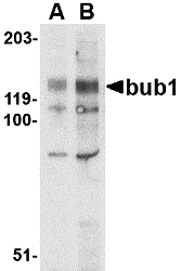 a00776 bub1 primary antibodies wb testing 1