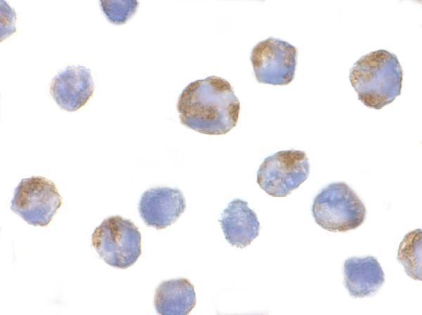 a00777 nlrp1 primary antibodies icc testing 2