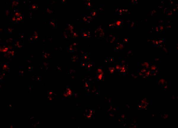a00777 nlrp1 primary antibodies if testing 3
