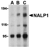 a00777 nlrp1 primary antibodies wb testing 1