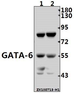 a00778 gata6 primary antiboties wb testing 1