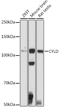 Western blot analysis of extracts of various cell lines, using CYLD antibody  at 1:500 dilution