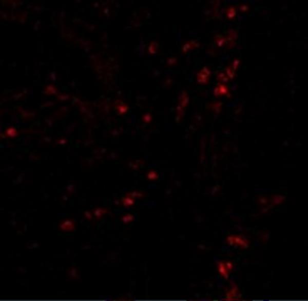 Immunofluorescence of LAMP-1 in human colon tissue with LAMP-1 antibody at 20 μg/mL