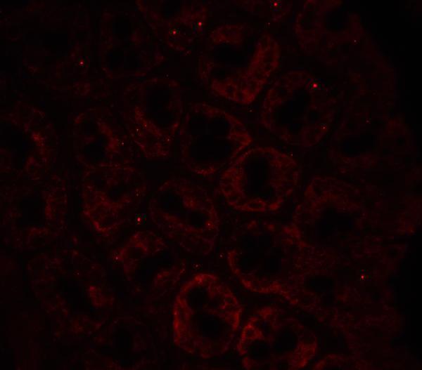 a00780 lamp1 primary antibodies if testing 4