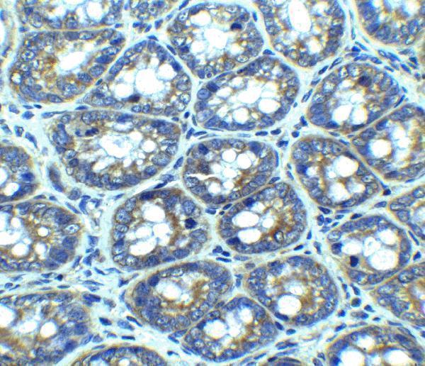 Immunohistochemistry of LAMP-1 in rat colon tissue with LAMP-1 antibody at 2