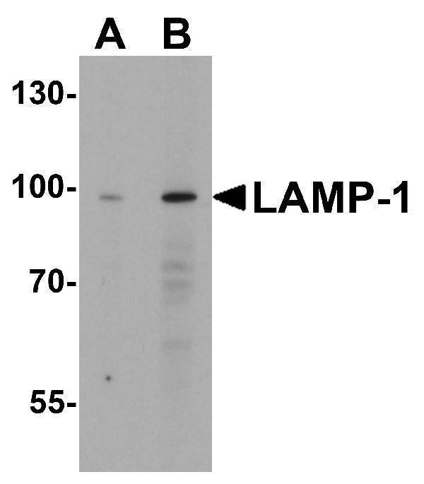 Western blot analysis of LAMP-1 in EL4 cell lysate with LAMP-1 antibody at (A) 1 and (B) 2 μg/mL