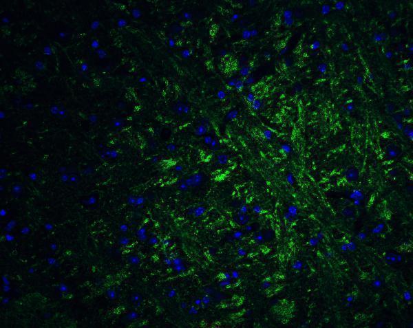 a00782 prdm16 primary antibodies if testing 8