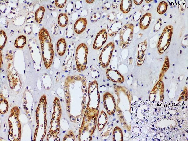 a00782 prdm16 primary antibodies ihc testing 4