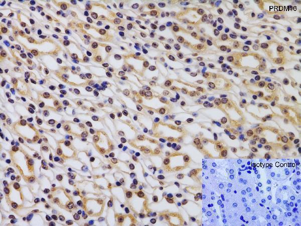 a00782 prdm16 primary antibodies ihc testing 6