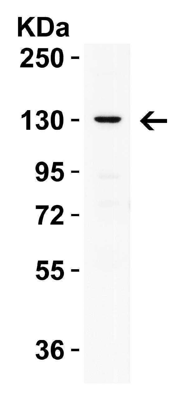 a00782 prdm16 primary antibodies wb testing 1