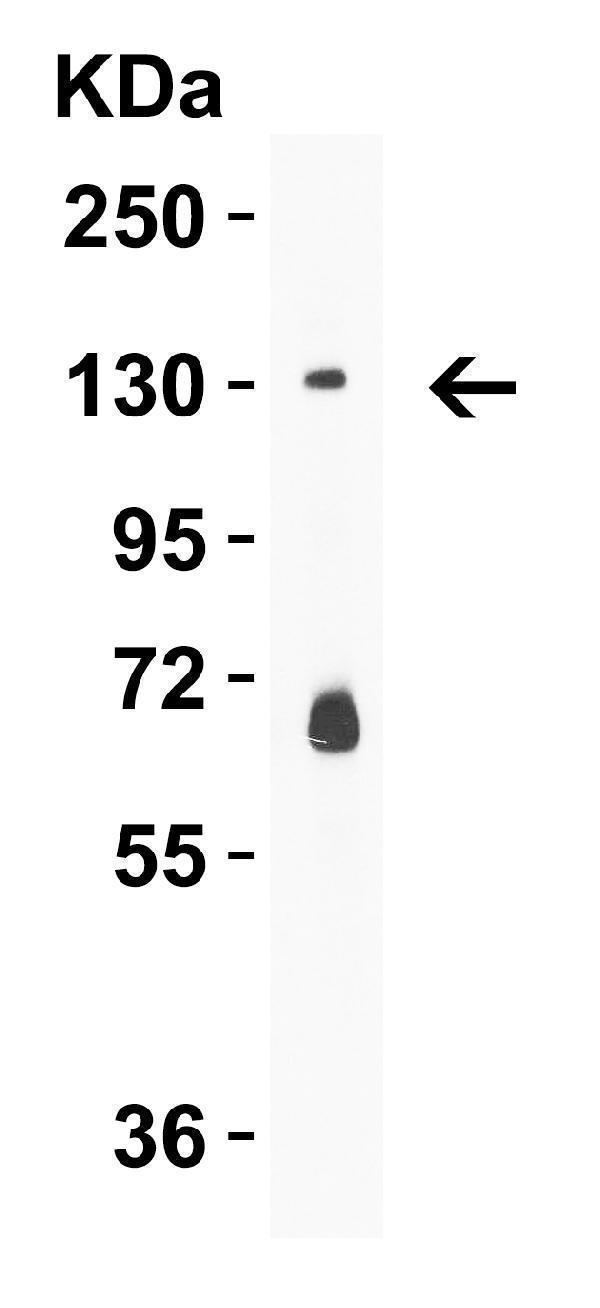 a00782 prdm16 primary antibodies wb testing 2