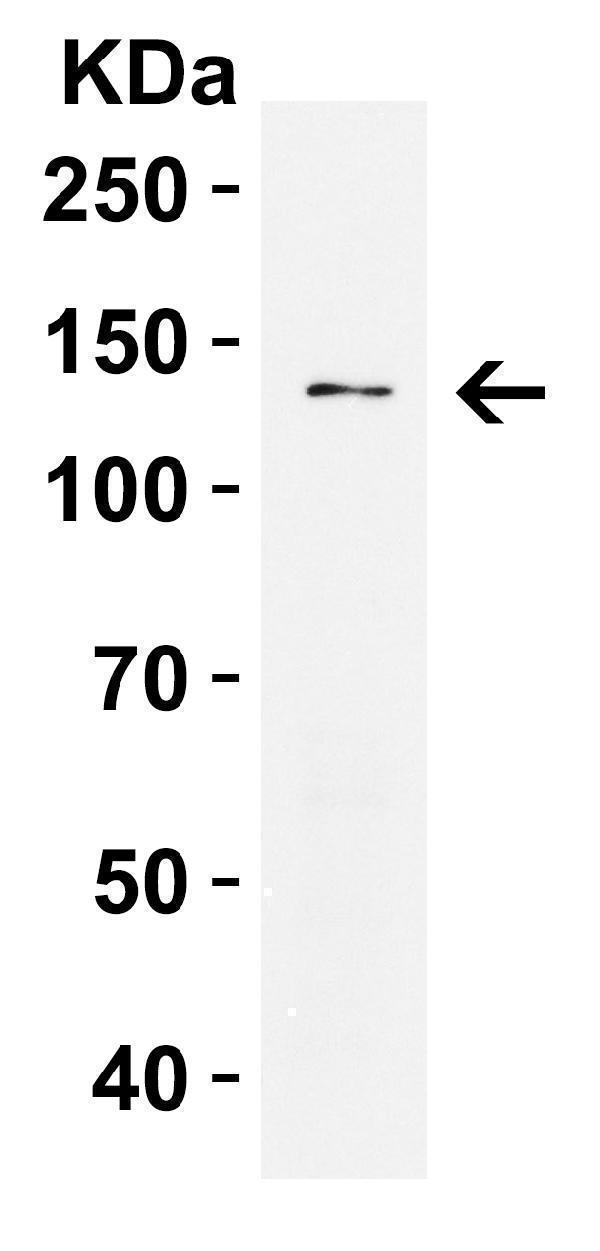 a00782 prdm16 primary antibodies wb testing 3