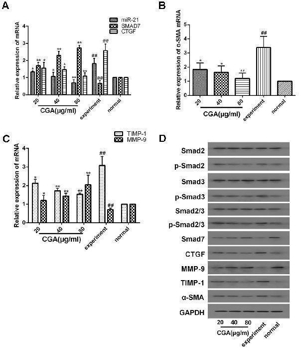 Effects of CGA on the TGF-β1/miR-21/Smad7 signaling pathway in LX2 cells after TGF-β1 stimulation