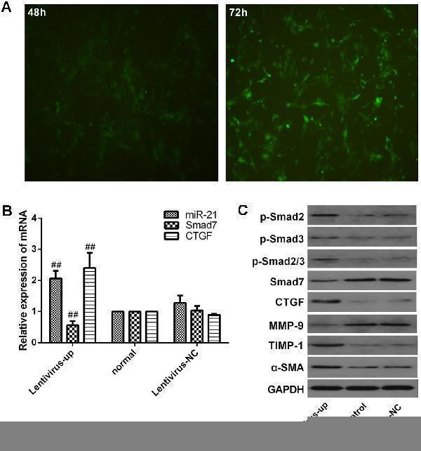 Verification of downstream signaling molecules in LX2 cells after miR-21 overexpression