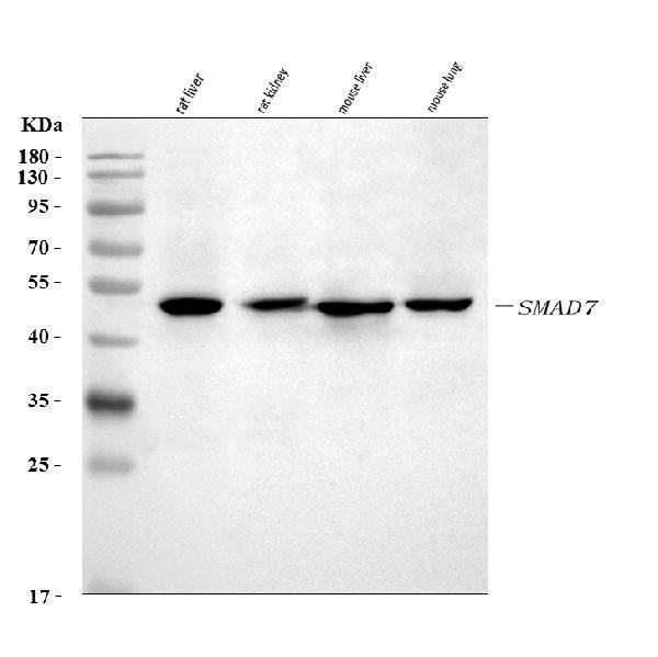  Western blot analysis of SMAD7 using anti-SMAD7 antibody (A00784-2)