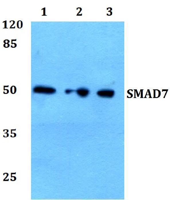 a00784 smad7 primary antiboties wb testing 1