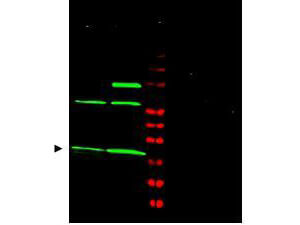 Western blot using Boster's Affinity Purified anti-MAD2L1 antibody shows detection of a predominant band at ~24 kDa corresponding to MAD2L1 (arrowhead) present in Jurkat  [lane 1] and HeLa  [lane 2] whole cell lysates using the 800 nm channel (green)