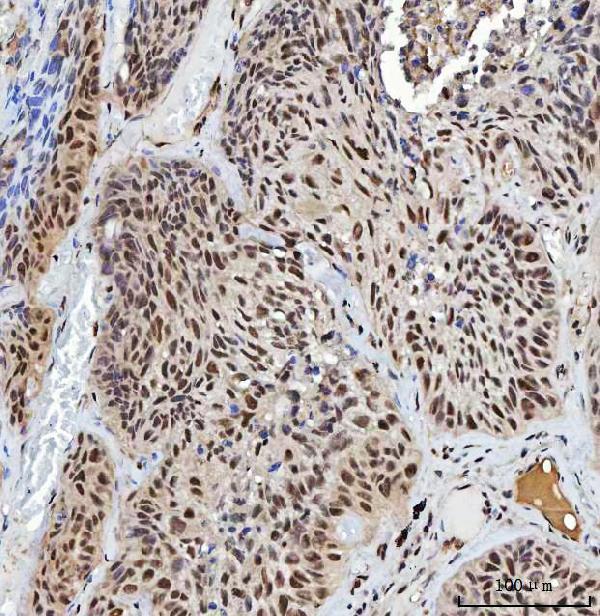  IHC analysis of XRCC4 using anti-XRCC4 antibody (A00787-2)