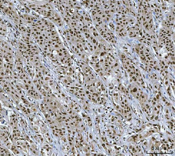  IHC analysis of XRCC4 using anti-XRCC4 antibody (A00787-2)